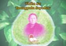 Thiền sư Taungpulu Sayadaw 2