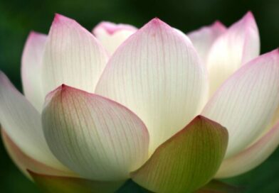 Buddhist Funeral Rites