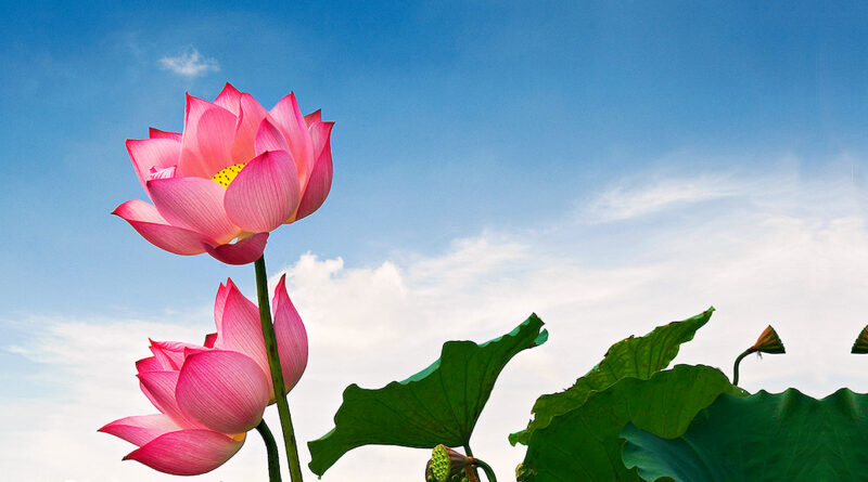lotus flower vietnam 1600x761px