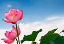 lotus flower vietnam 1600x761px 1