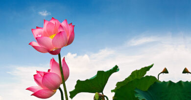 lotus flower vietnam 1600x761px 1